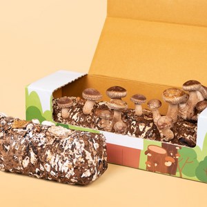 집에서 버섯키우기 솔송화버섯 키우기 키트 표고 버섯 배지, 1개