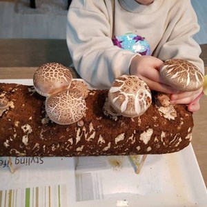 집에서 표고버섯 키우기 표고키트 버섯키우기 배지 베지, 1개
