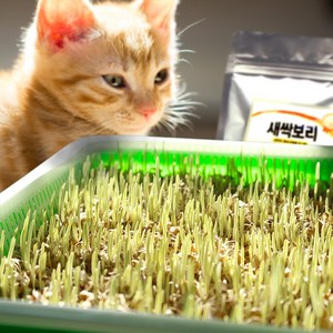 멍냥이랑 캣그라스 수경재배 키트 뚜껑형, 새싹보리300g